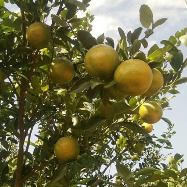 供应皇帝橘沙糖橘沃柑