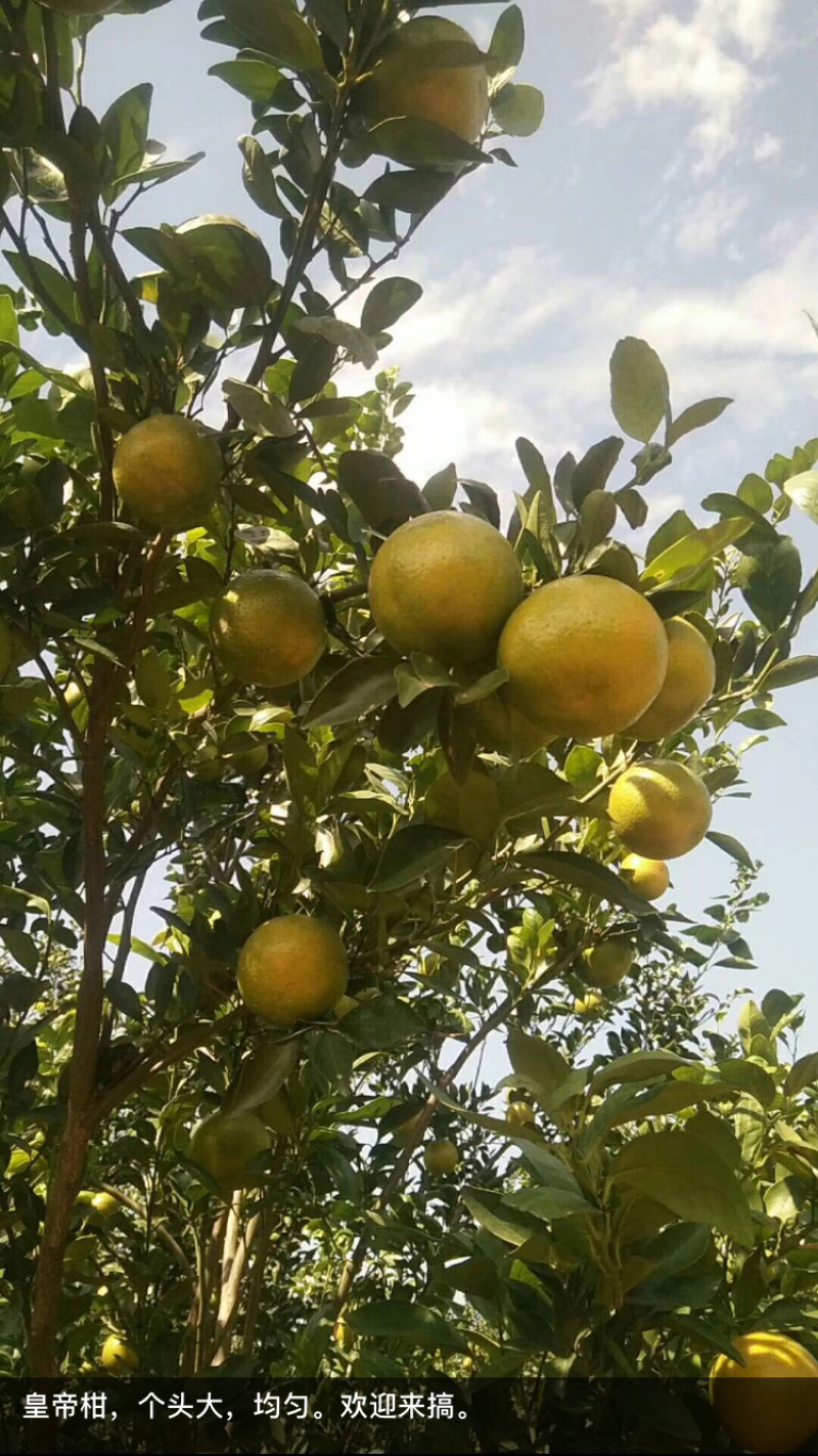 供应皇帝橘沙糖橘沃柑