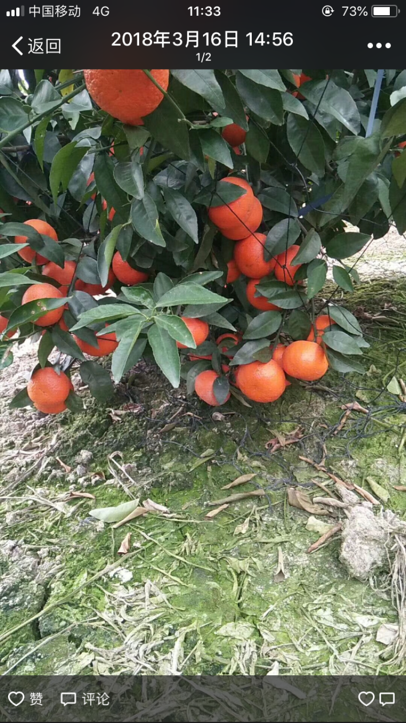 供应皇帝橘沙糖橘沃柑