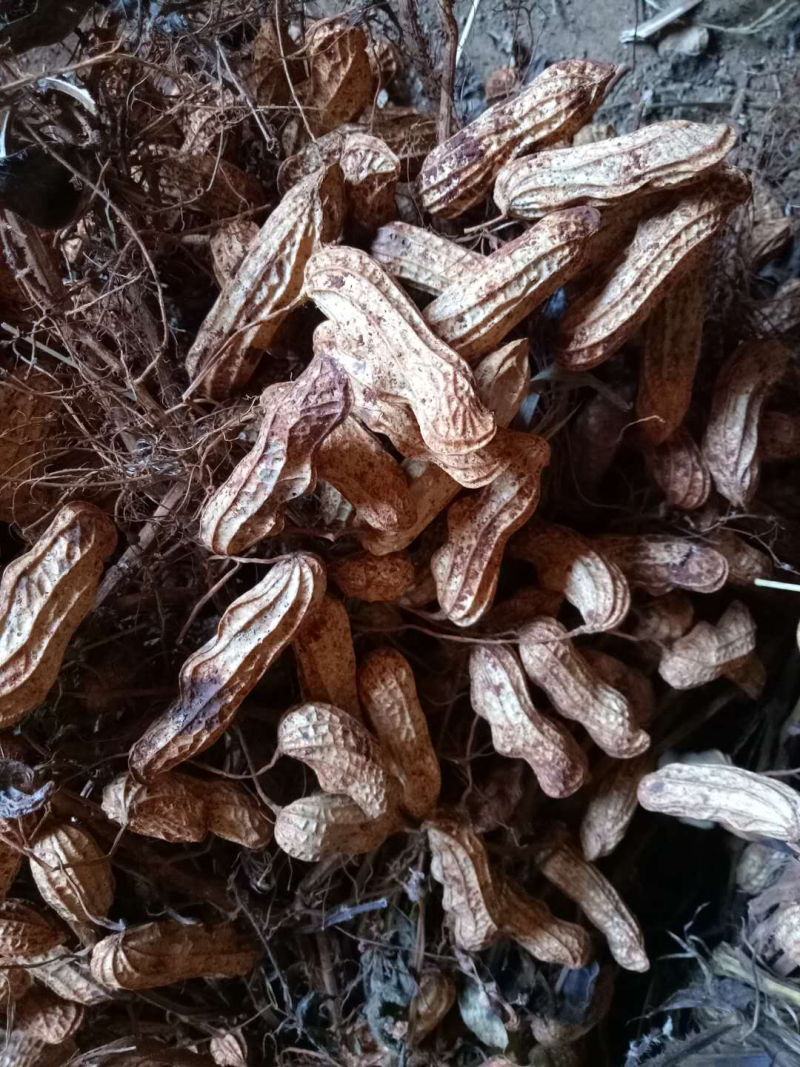 七彩花生，云南七彩野地花生批发