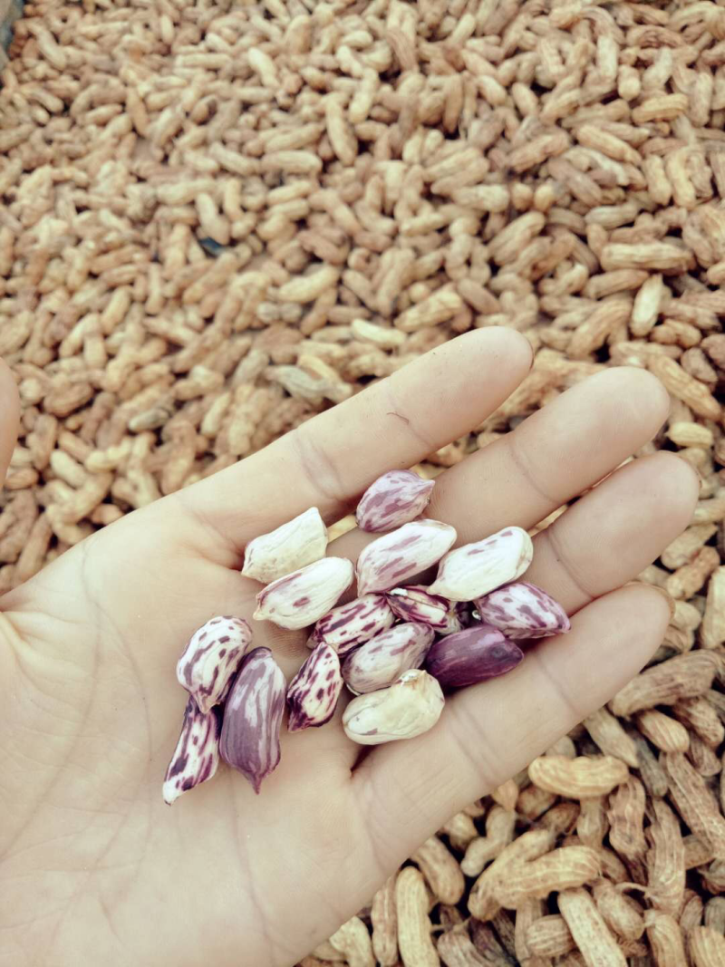 七彩花生，云南七彩野地花生批发