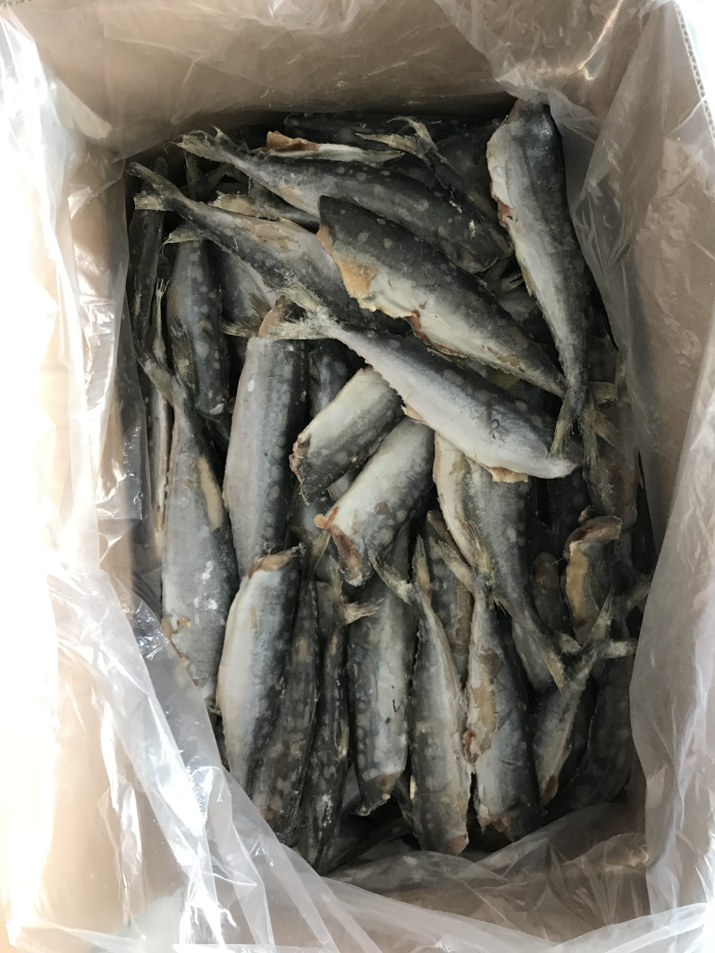 去头去脏小鲅鱼