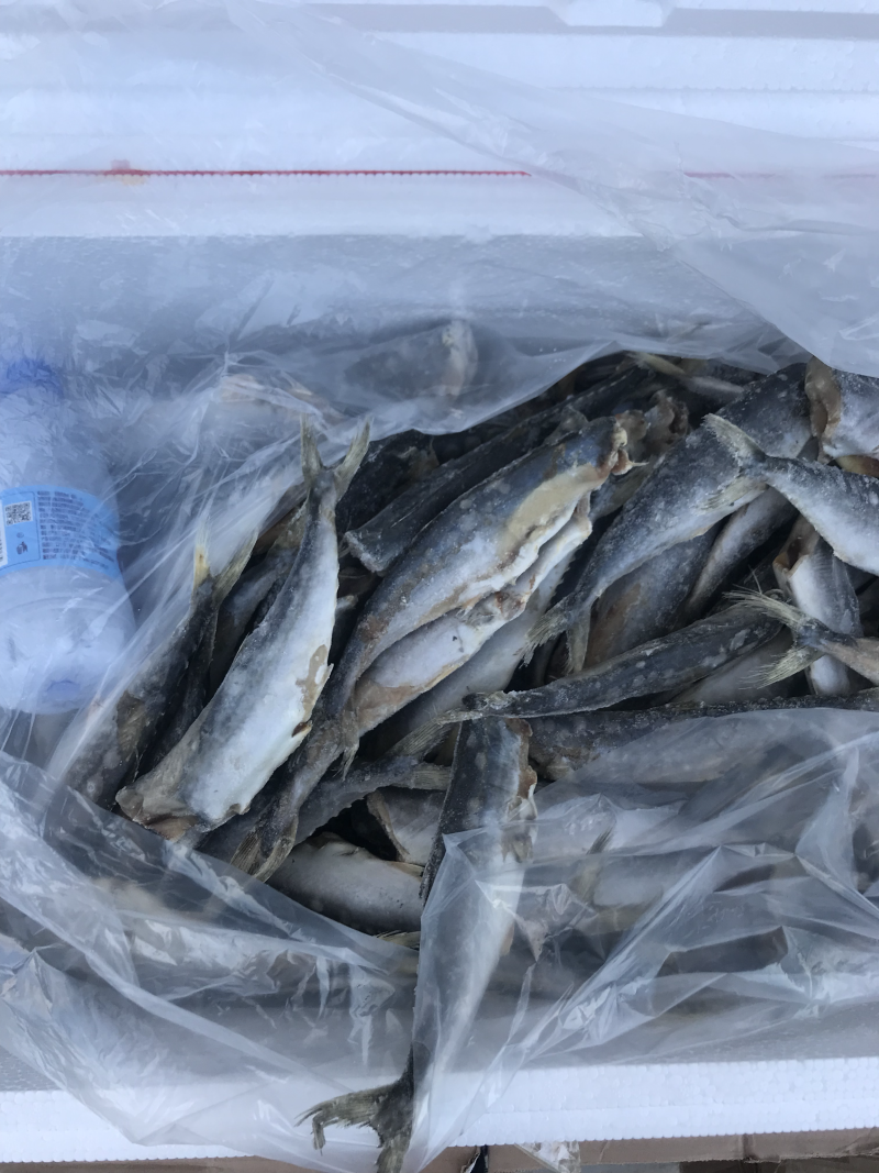 去头去脏小鲅鱼