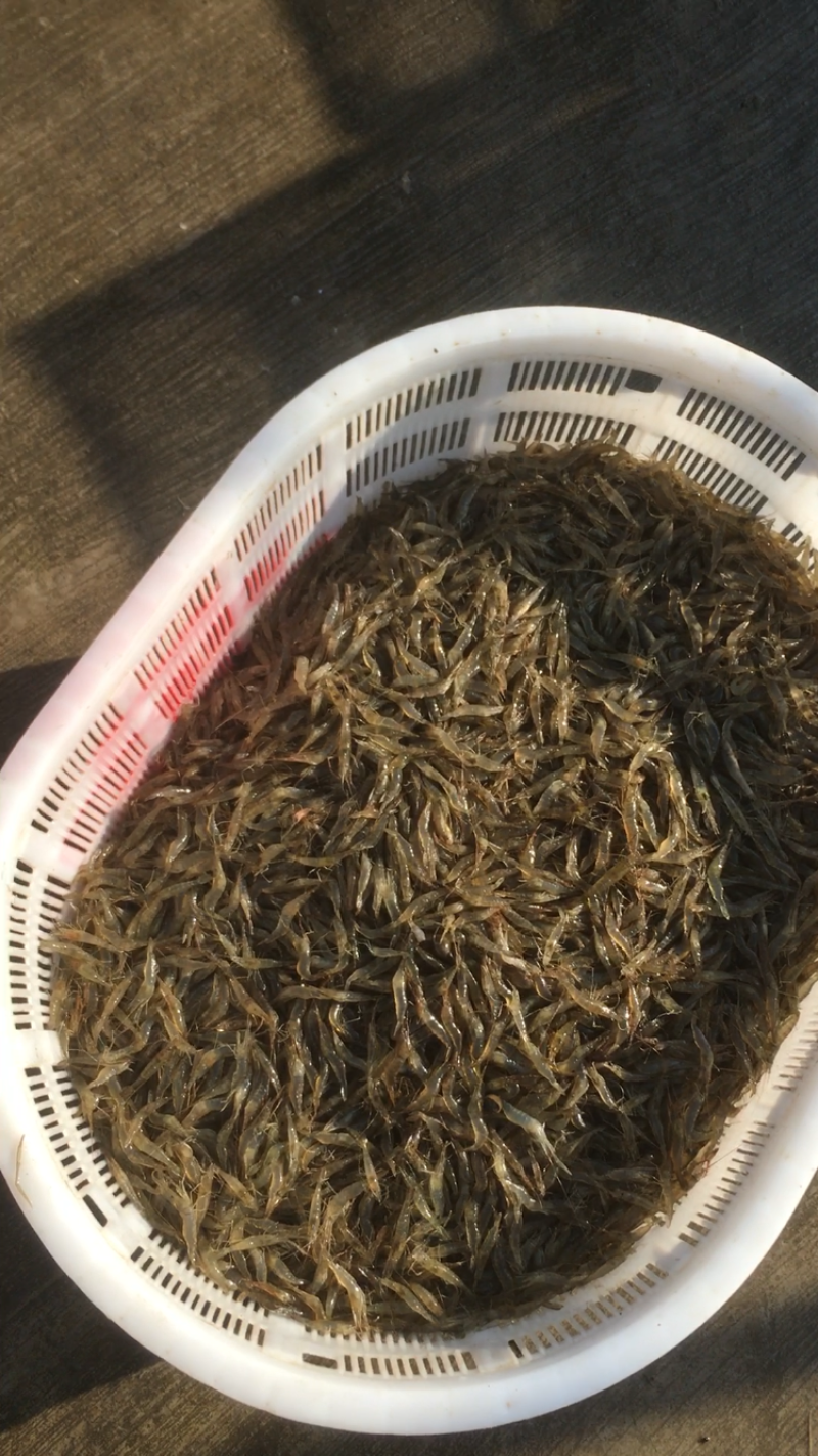 河虾