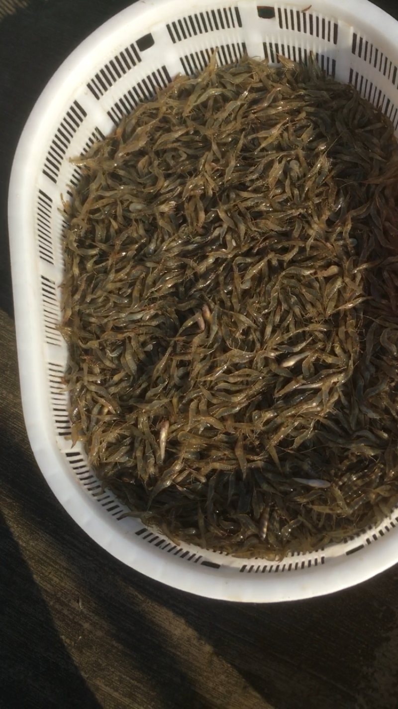 河虾