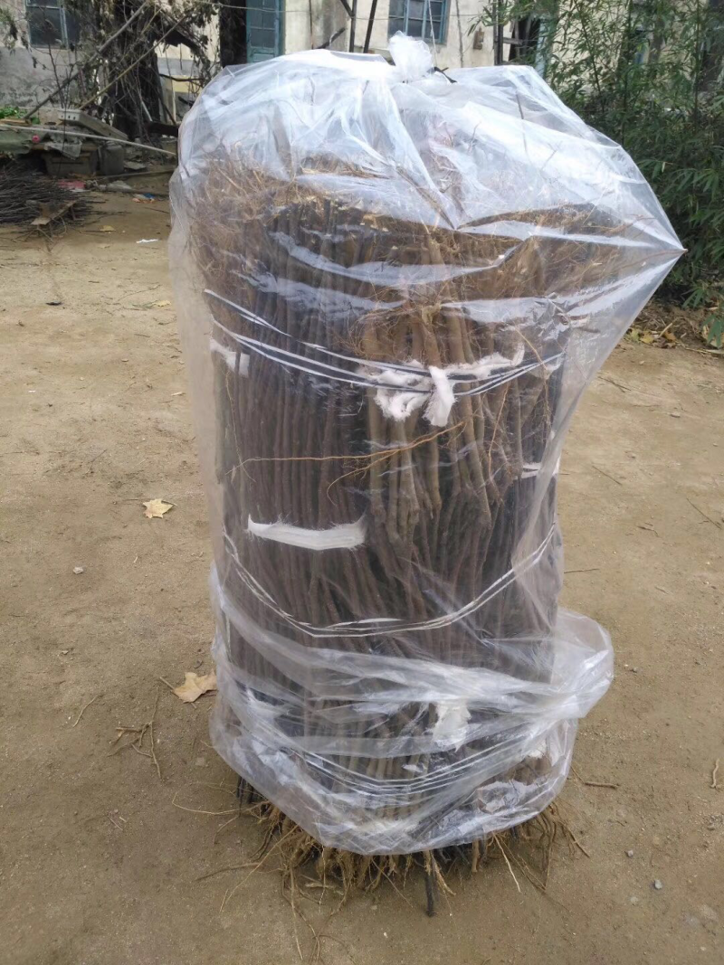 石榴苗泰山红石榴口感甜容易栽植