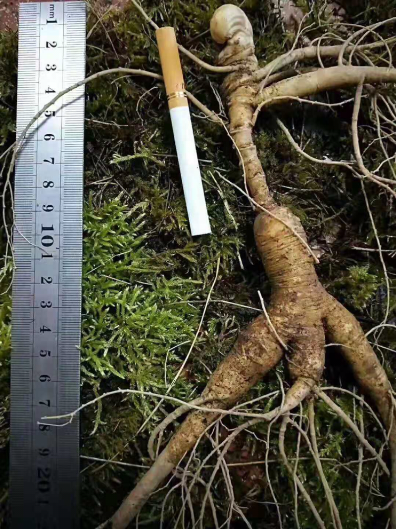 鲜林下参