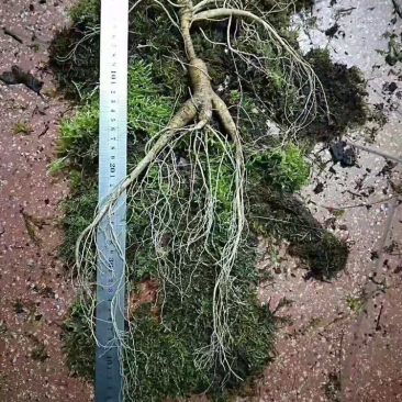 鲜林下参