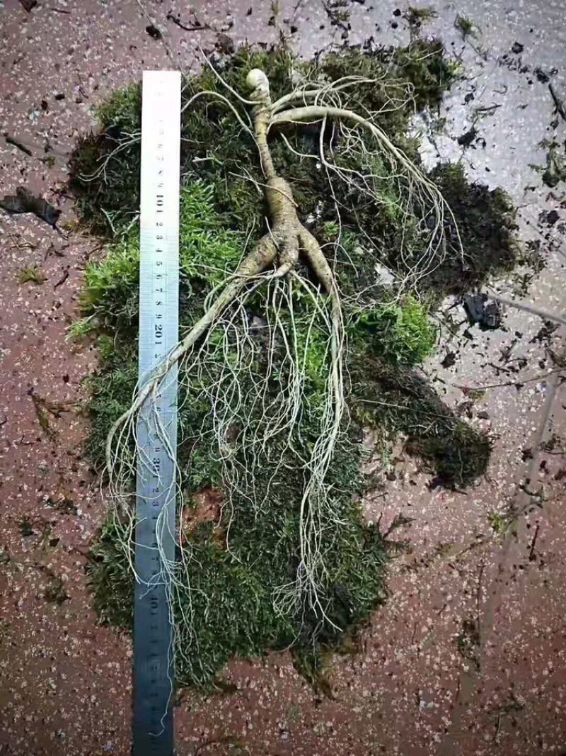 鲜林下参