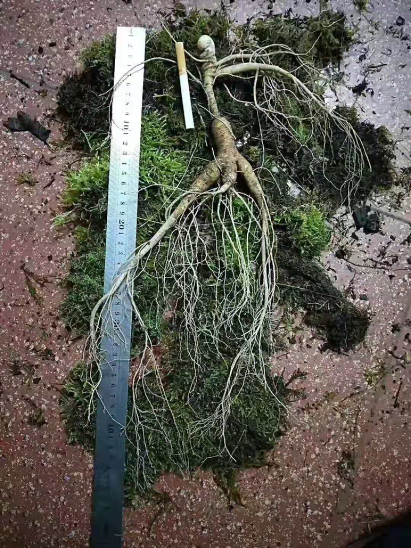 鲜林下参