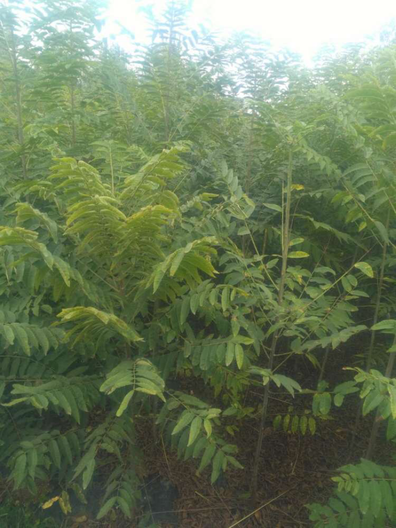大棚香椿苗红油香椿树苗免费提供管理技术