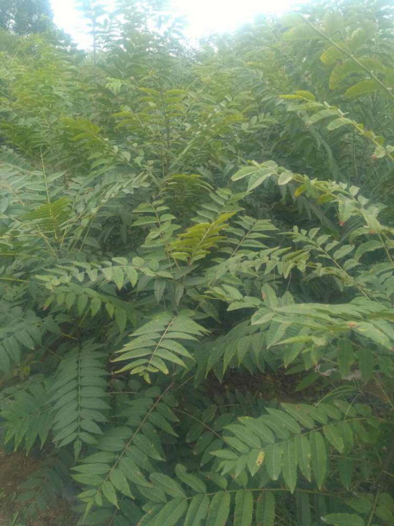 大棚香椿苗红油香椿树苗免费提供管理技术