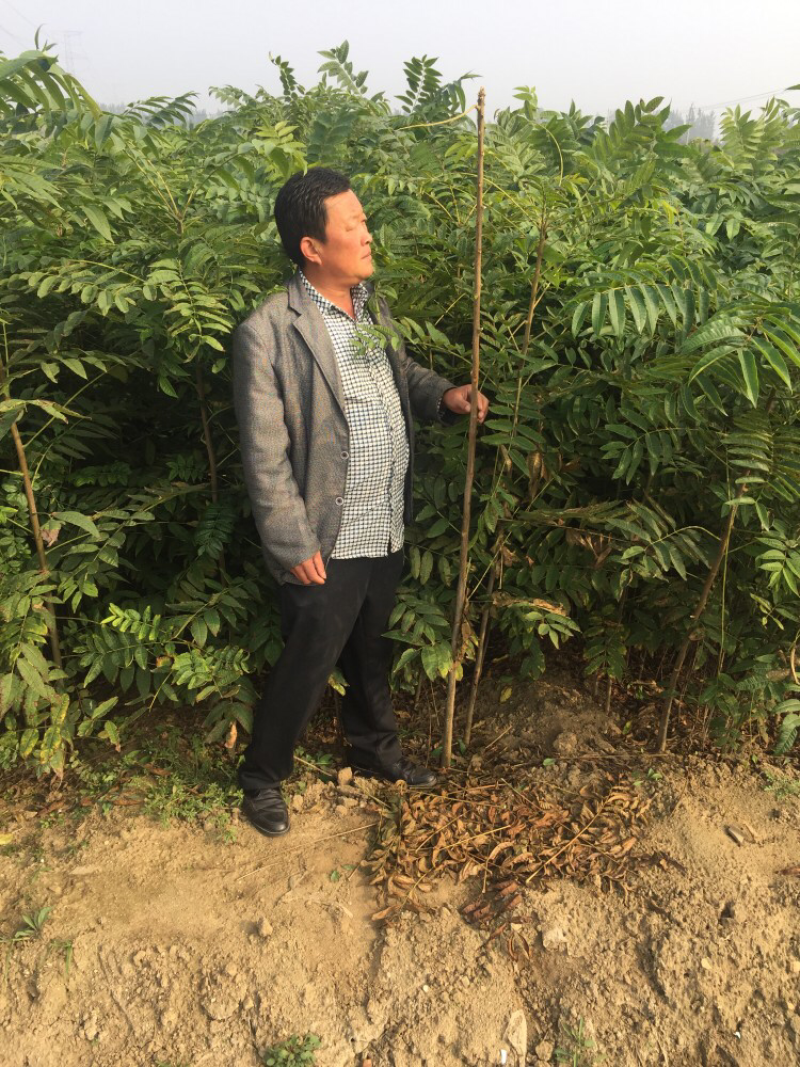 大棚香椿苗红油香椿树苗免费提供管理技术