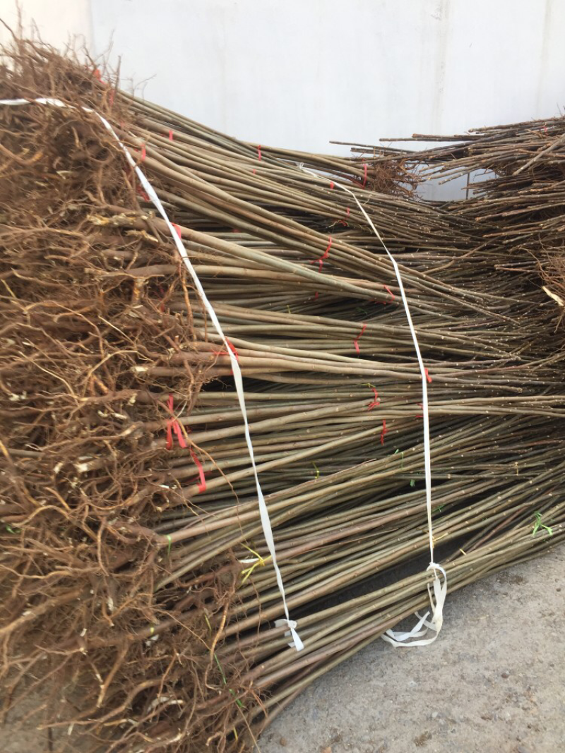 大棚香椿苗红油香椿树苗免费提供管理技术