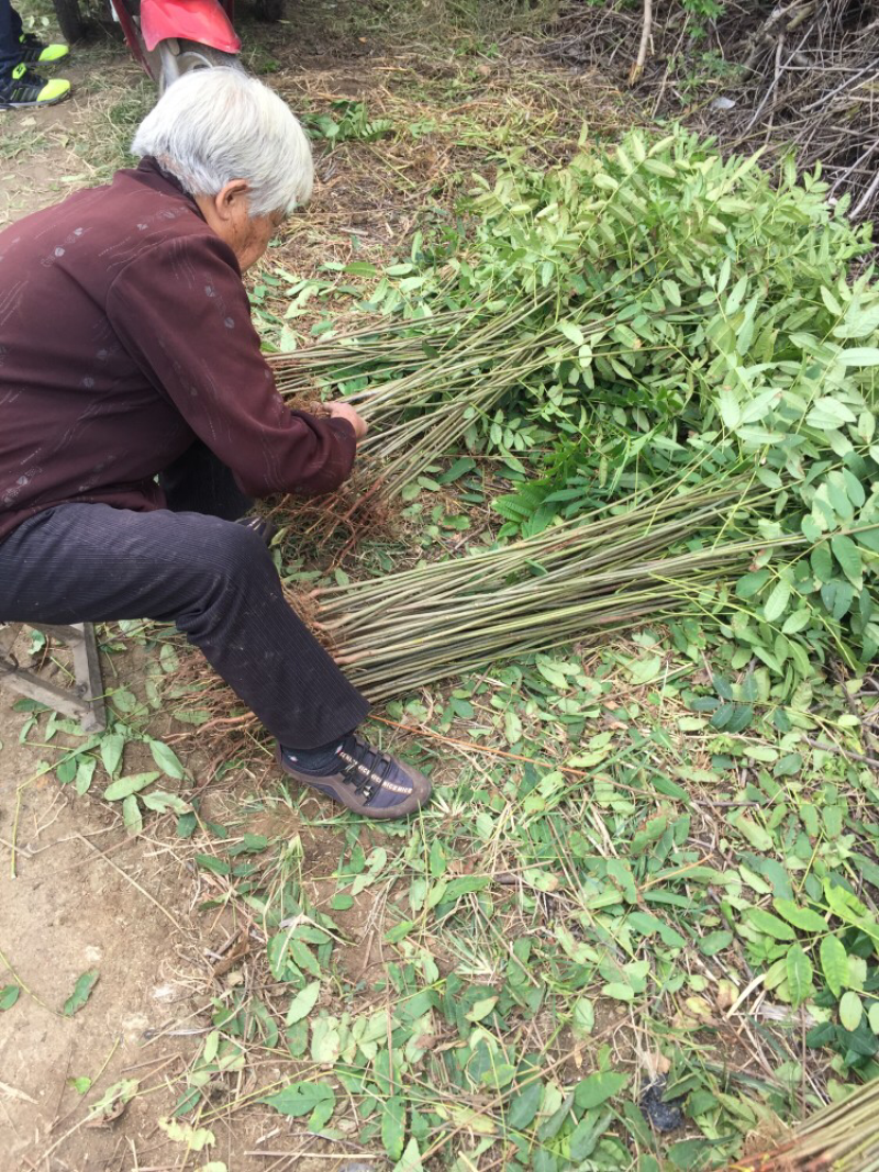 大棚香椿苗红油香椿树苗免费提供管理技术