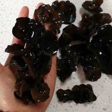 春耳