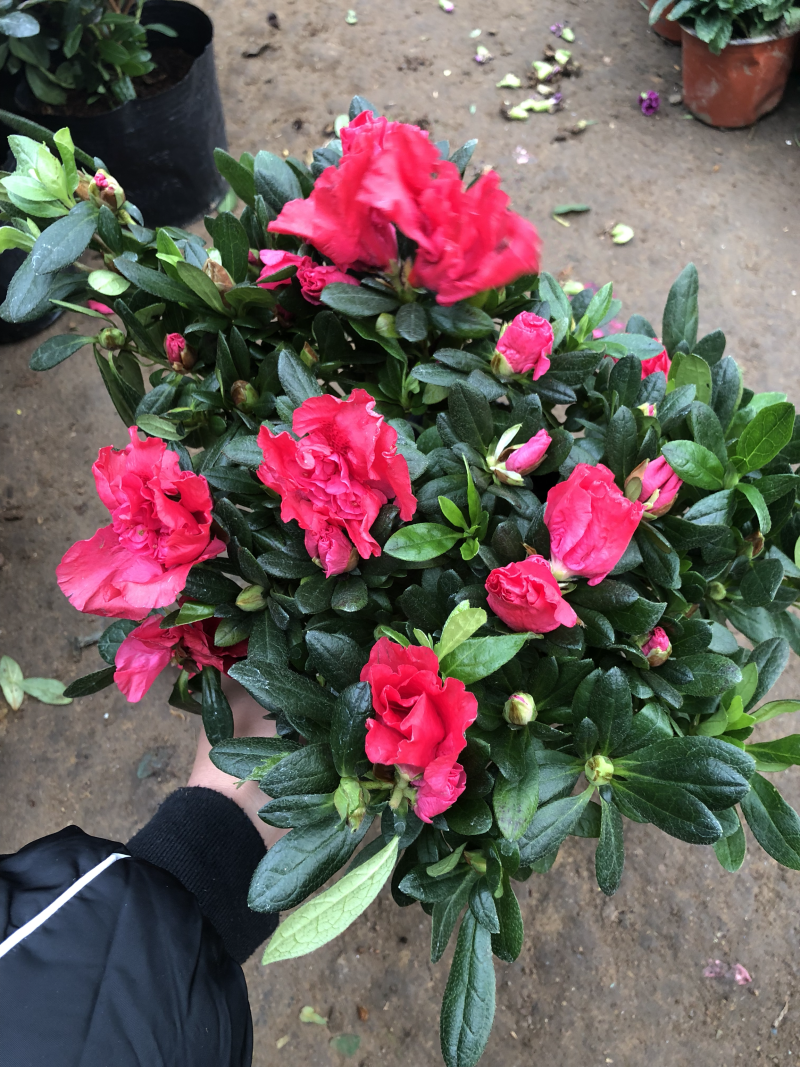 杜鹃花