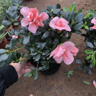 杜鹃花