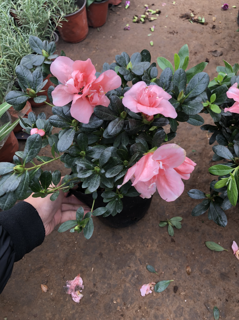 杜鹃花