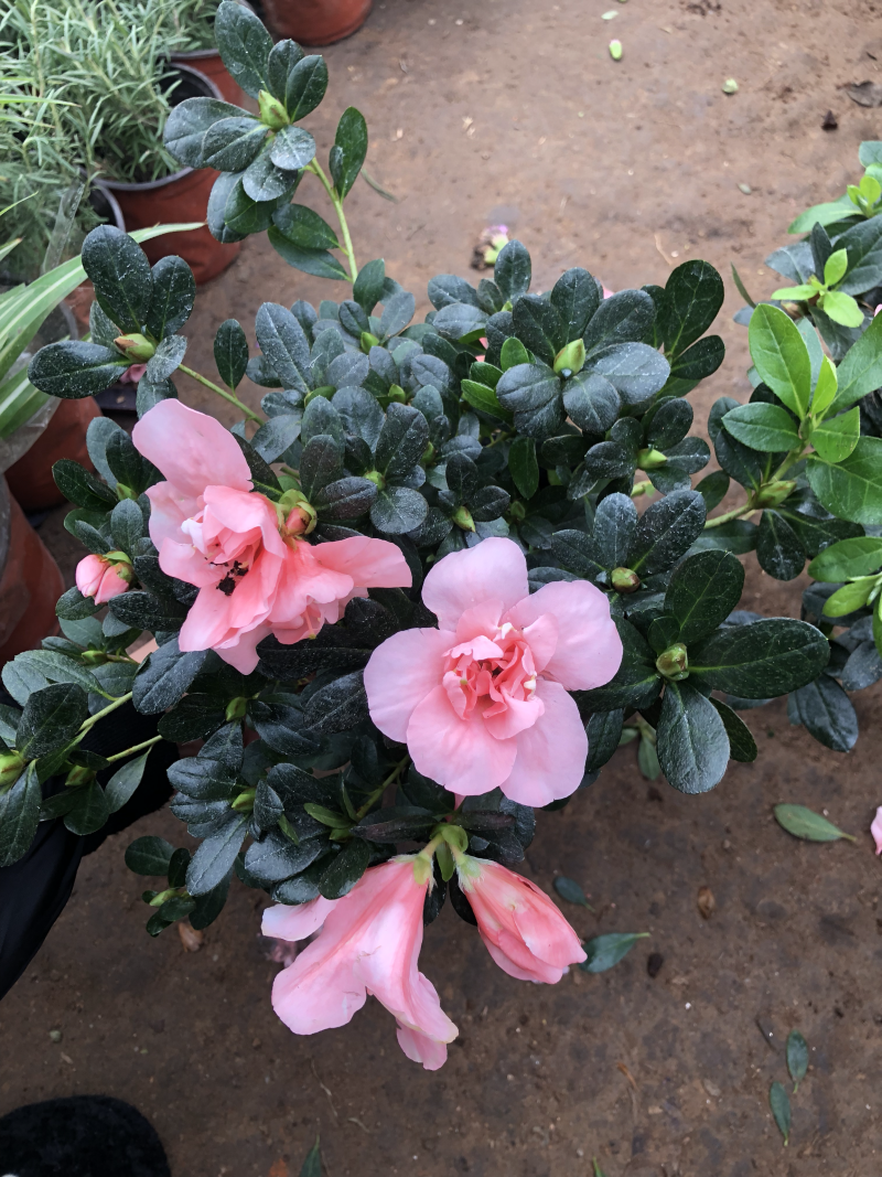 杜鹃花