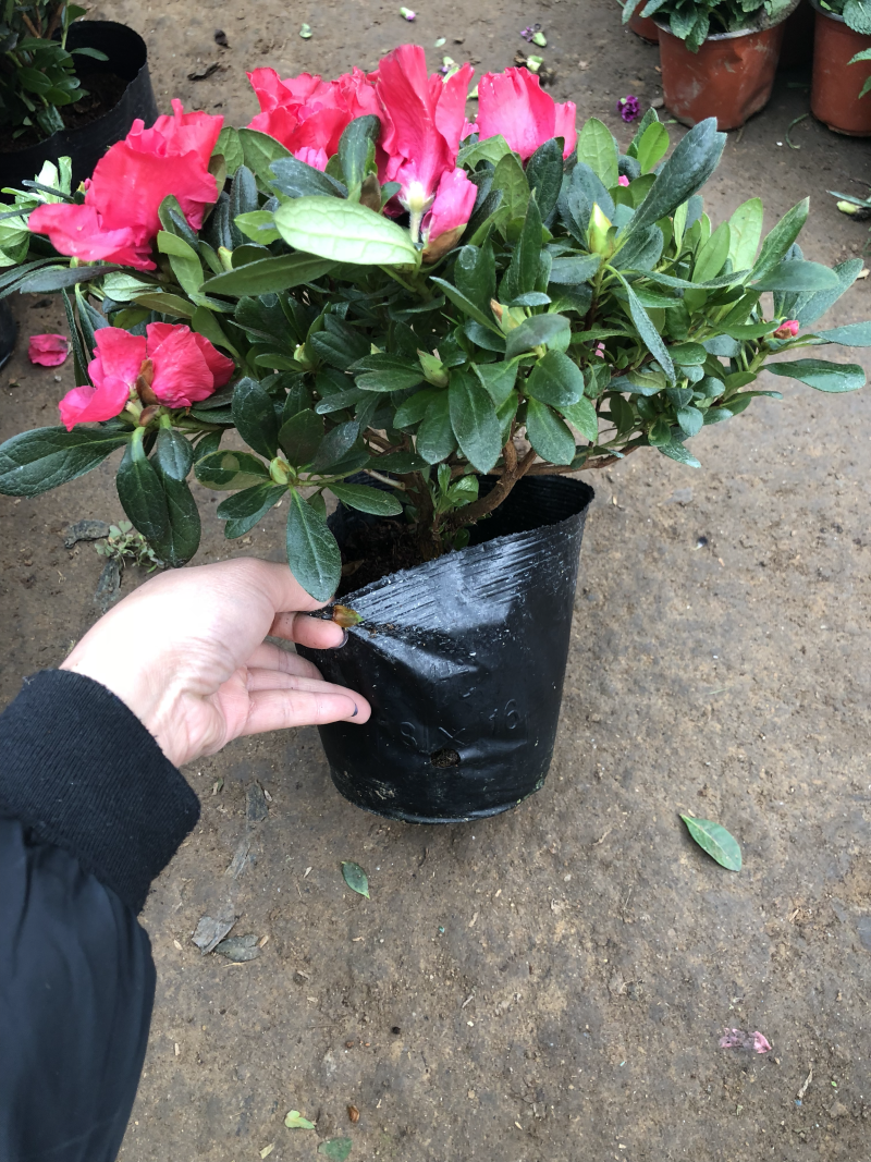 杜鹃花