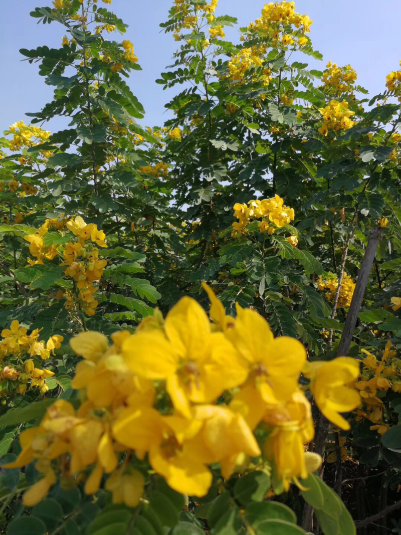 黄花槐美植袋苗，黑胶袋苗