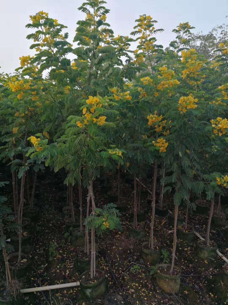 黄花槐美植袋苗，黑胶袋苗
