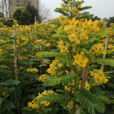 黄花槐美植袋苗，黑胶袋苗