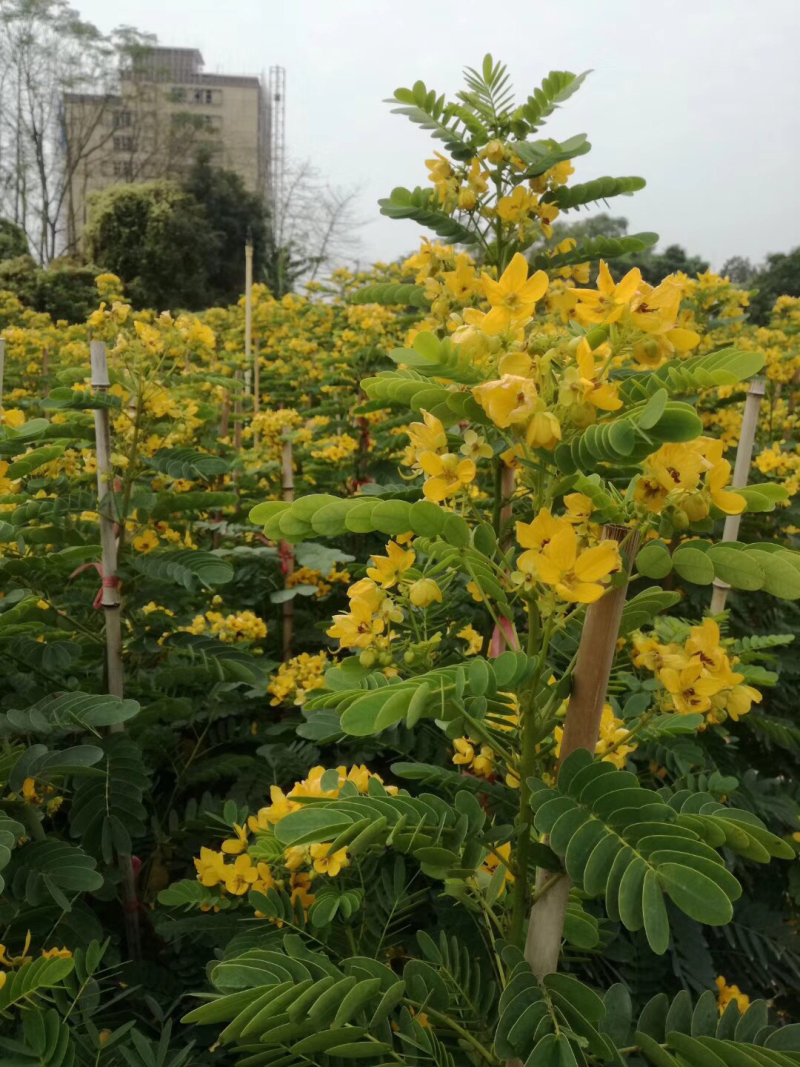 黄花槐美植袋苗，黑胶袋苗