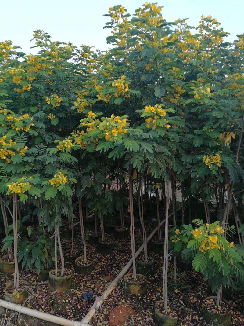 黄花槐美植袋苗，黑胶袋苗