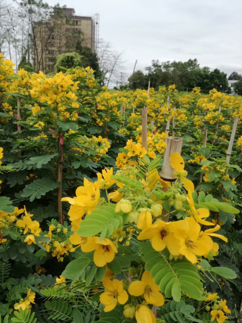 黄花槐美植袋苗，黑胶袋苗