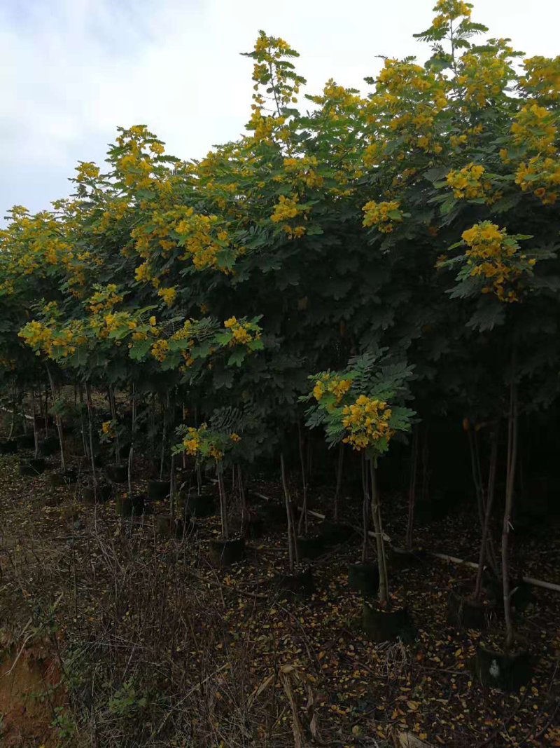 黄花槐美植袋苗，黑胶袋苗