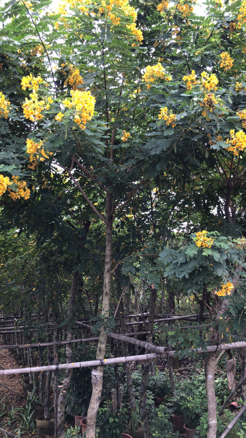 黄花槐美植袋苗，黑胶袋苗