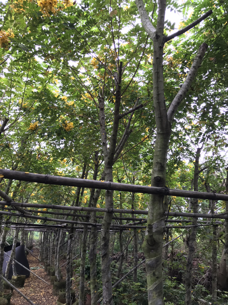 黄花槐美植袋苗，黑胶袋苗