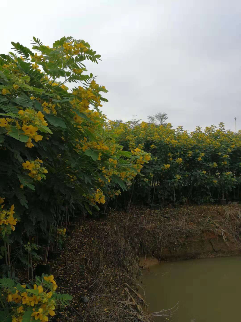 黄花槐美植袋苗，黑胶袋苗