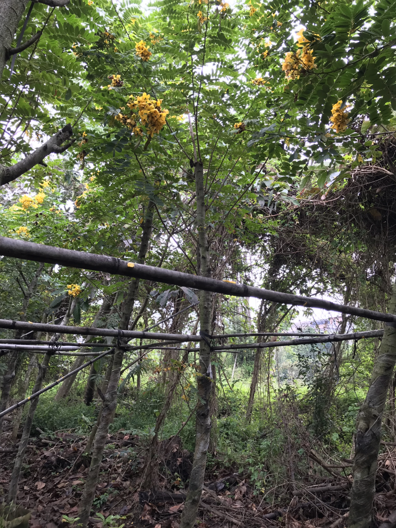 黄花槐美植袋苗，黑胶袋苗