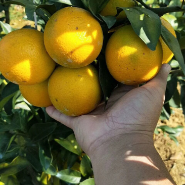 一级果，6到8公分