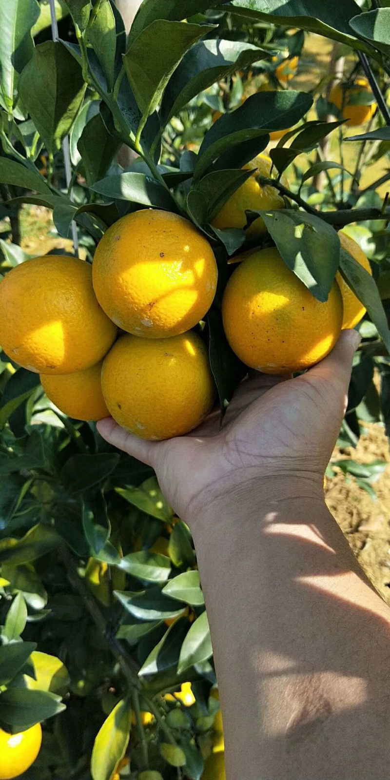 一级果，6到8公分