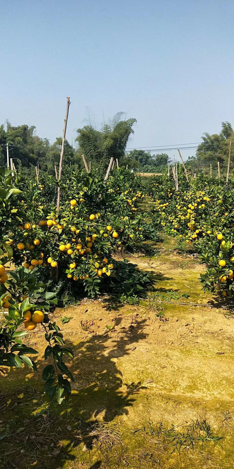 一级果，6到8公分