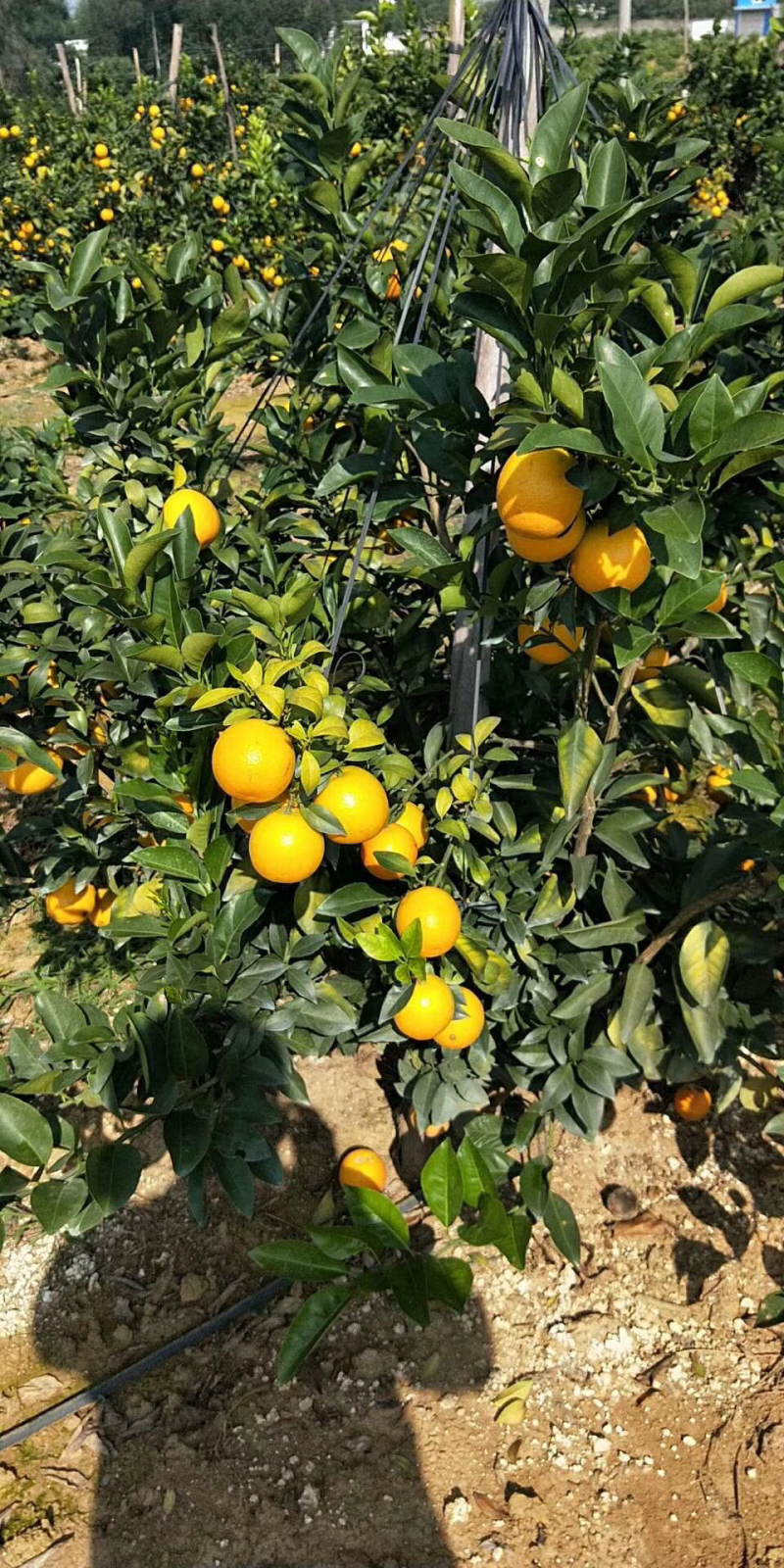一级果，6到8公分