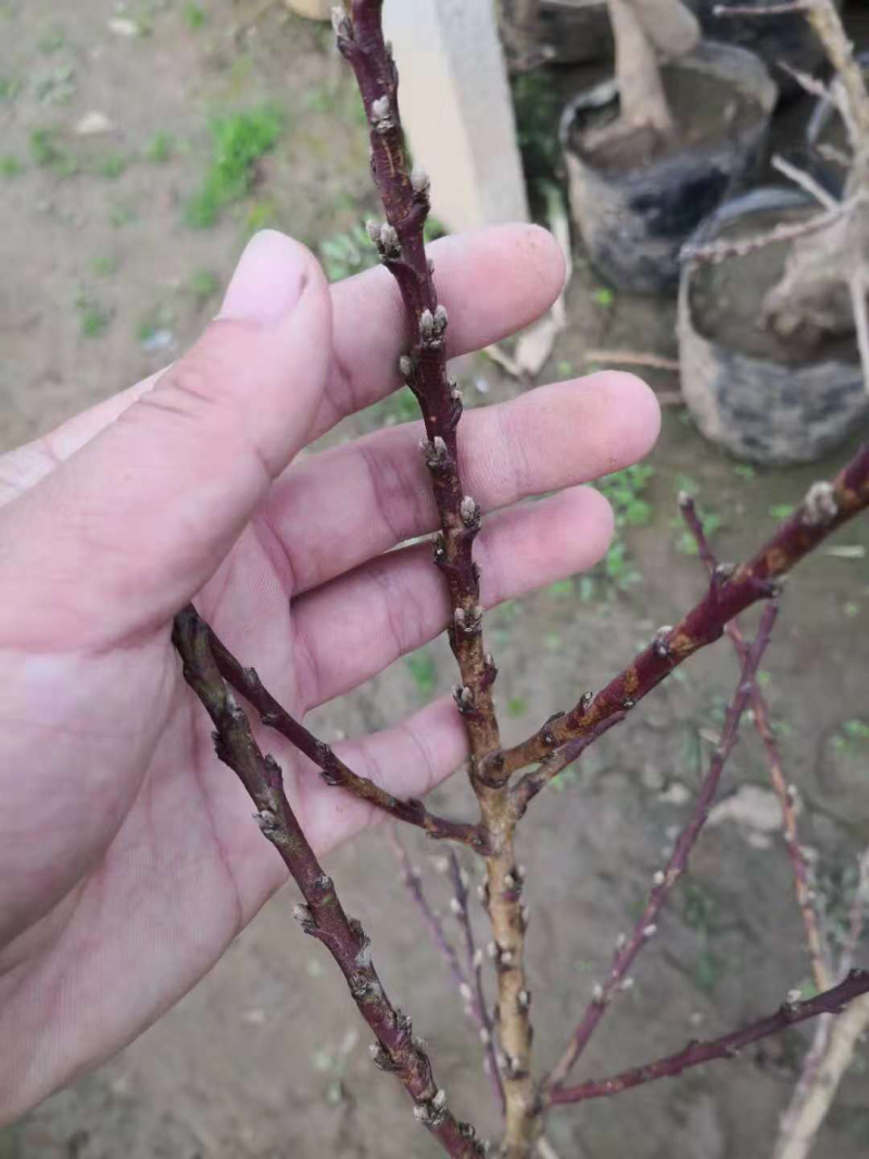 铁杆海棠