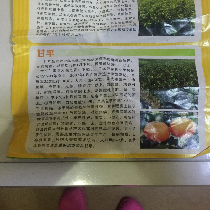 甘平柑桔苗（一年苗）亲自采枝条嫁接品种纯度保证可实地考察