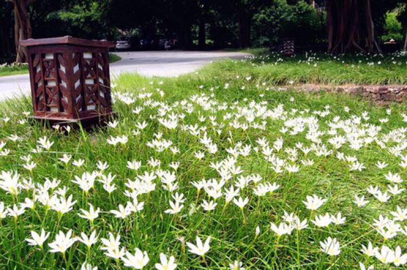 葱兰葱兰花苗风雨兰大花萱草韭菜兰葱兰苗红花草
