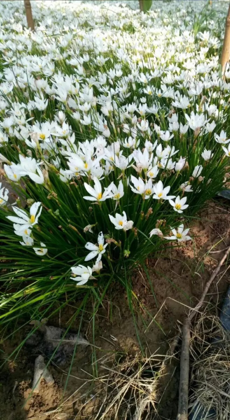 葱兰葱兰花苗风雨兰大花萱草韭菜兰葱兰苗红花草
