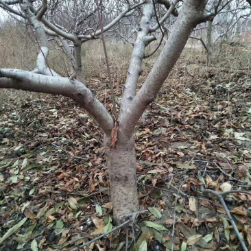 桃树