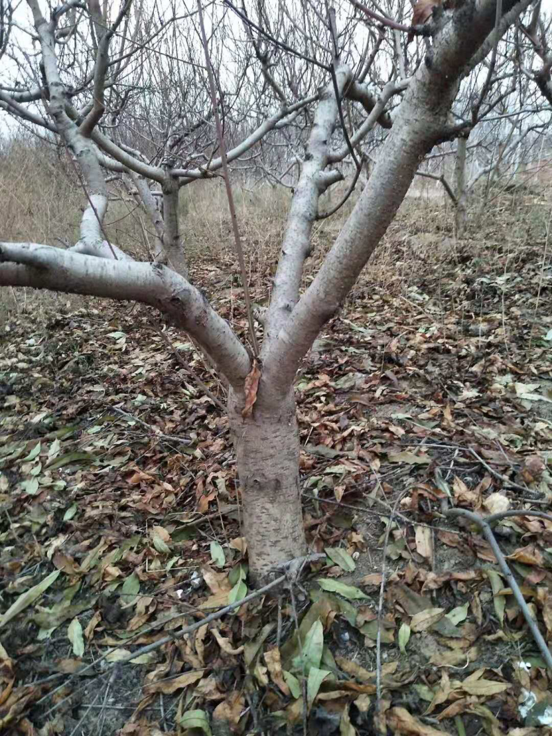 桃树