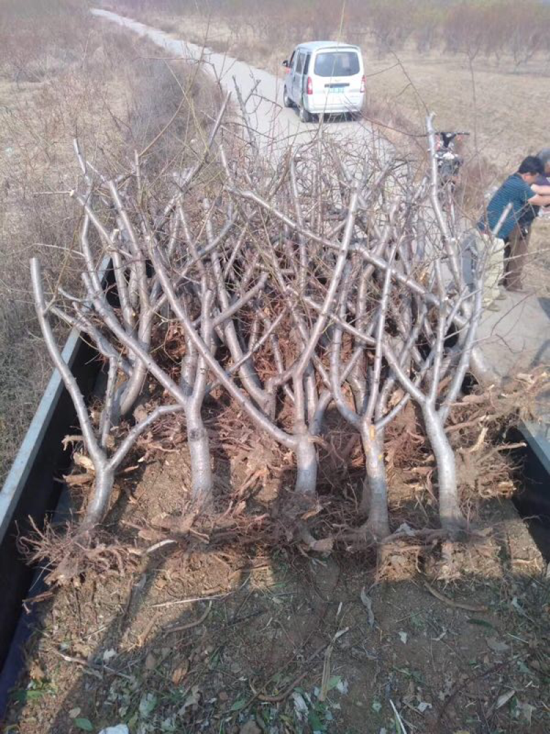 大量供应占地桃树：苹果树：杏树！梨树：樱桃树