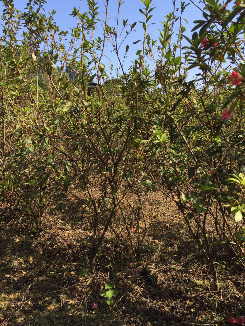 映山红（自家苗圃场培育）