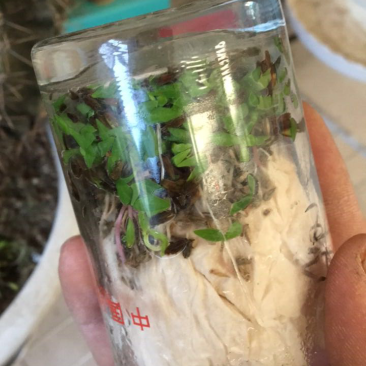 赤峰本地纯新牛膝籽