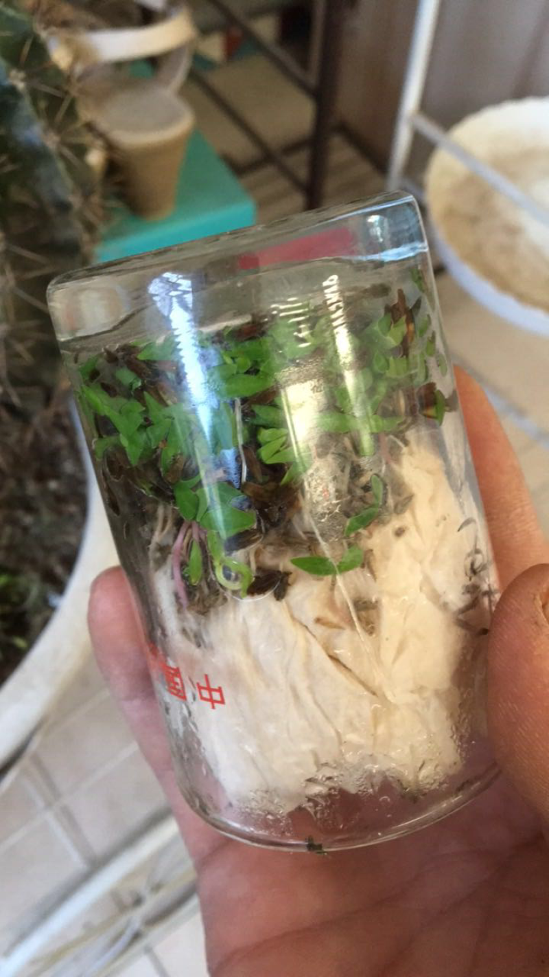 赤峰本地纯新牛膝籽